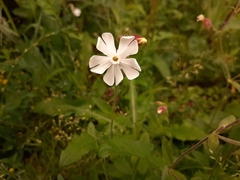 Silene latifolia alba