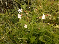 Silene latifolia alba