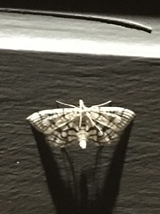 Lygropia rivulalis