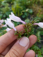 Penstemon calycosus