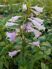 Penstemon calycosus