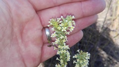 Struthiola macowanii