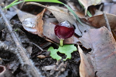 Corybas recurvus