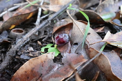 Corybas recurvus