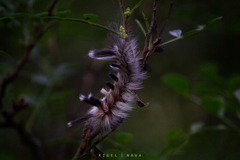 Lepidoptera