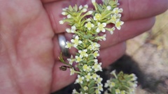 Struthiola macowanii