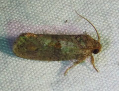 Acrolophus texanella