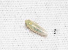 Graminella nigrifrons