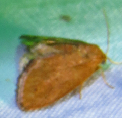 Heterogenea shurtleffi