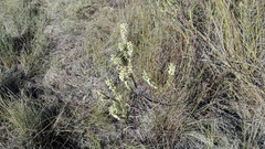 Struthiola macowanii