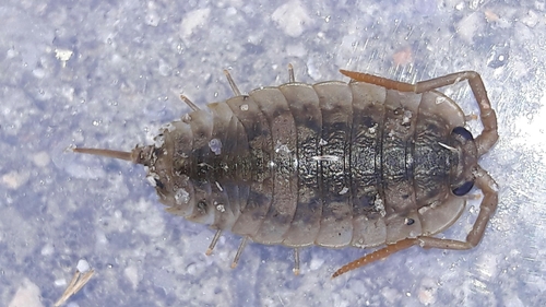Common Sea Slater photo 4