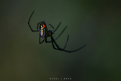 Leucauge
