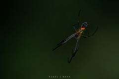 Leucauge