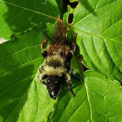 Laphria sacrator