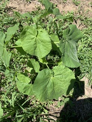 Abutilon theophrasti