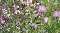 Erica nutans