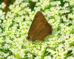 Satyrium calanus falacer