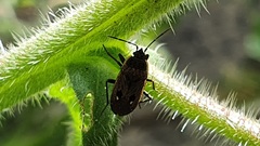 Graptopeltus lynceus