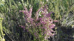 Erica nutans
