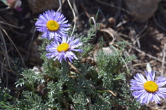 Erigeron pinnatisectus