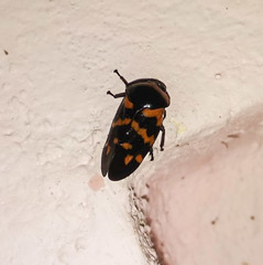 Cosmoscarta dimidiata