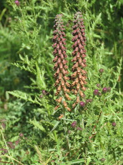 Digitalis parviflora