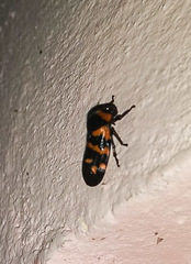 Cosmoscarta dimidiata