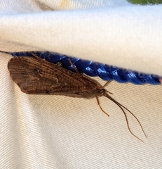 Ptilostomis ocellifera