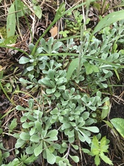 Antennaria dioica
