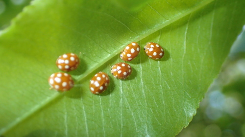 12-spot ladybird, photo 3 of 7