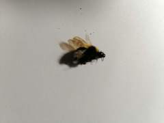 Bombus