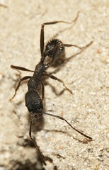 Aphaenogaster senilis