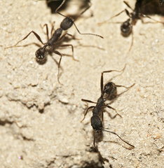 Aphaenogaster senilis