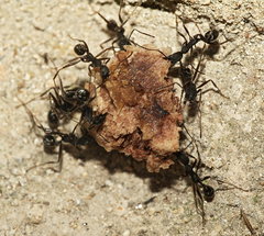 Aphaenogaster senilis
