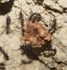Aphaenogaster senilis