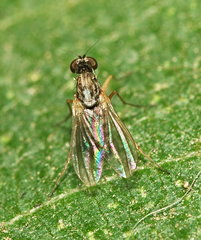 Dolichopodidae