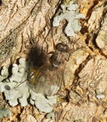 Dolichopodidae