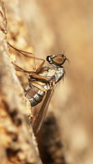 Dolichopodidae