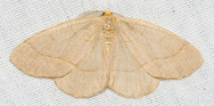Lambdina pultaria
