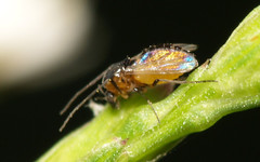 Orthocladiinae