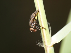 Platystoma