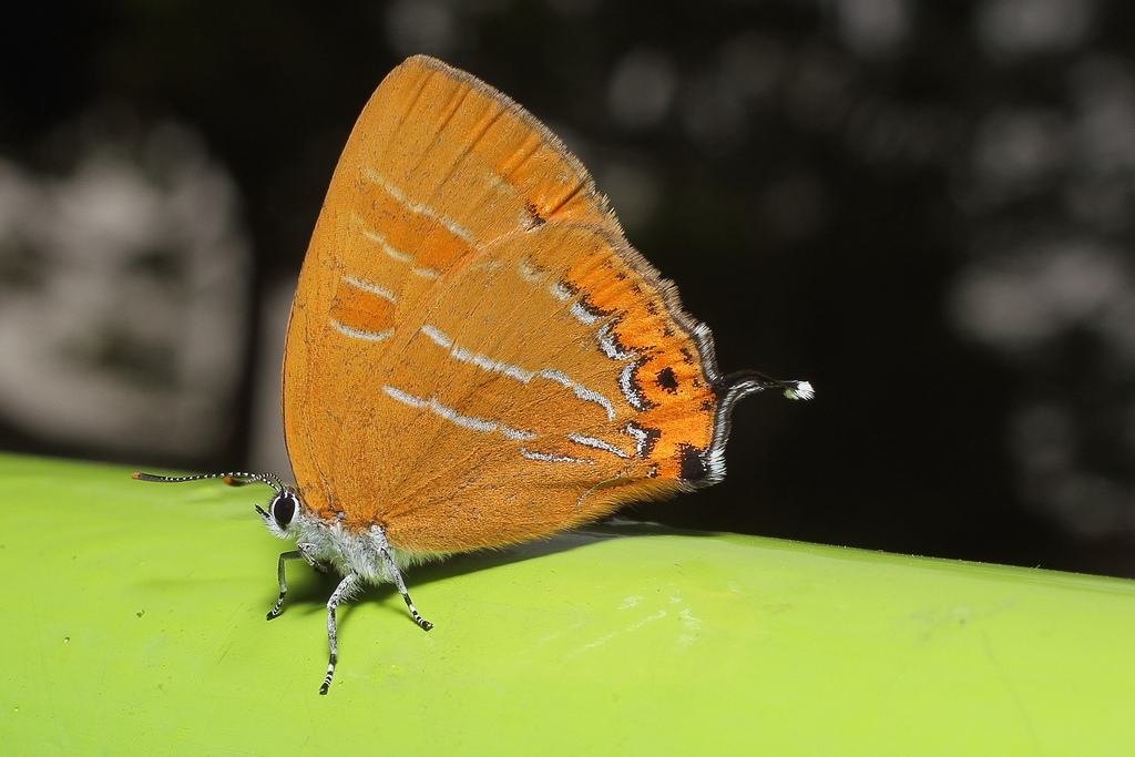 Orange Hairstreak