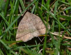 Zanclognatha jacchusalis