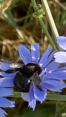 Xylocopa tabaniformis androleuca
