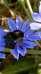 Xylocopa tabaniformis androleuca