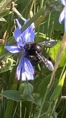 Xylocopa tabaniformis androleuca