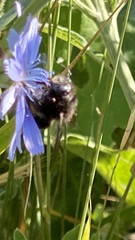 Xylocopa tabaniformis androleuca