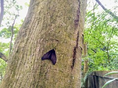 Gynautocera rubriscutellata