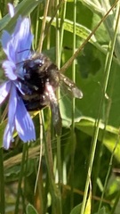 Xylocopa tabaniformis androleuca