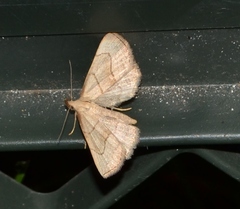 Macrochilo litophora